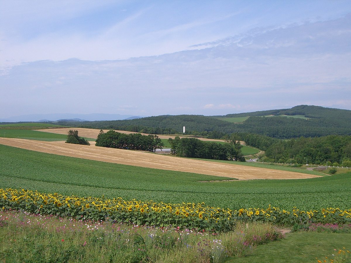 Rolling farm fields and a row of sunflowers under a pale sky
