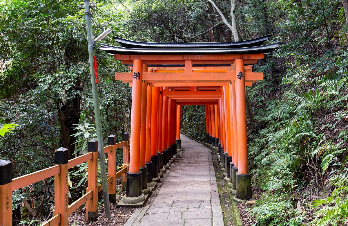 A path through rows of orange torii gates in a green forest