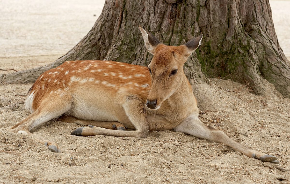 A sika deer resting at the foot of a tree